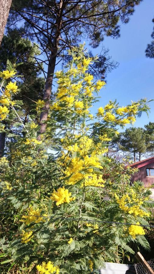 Le Relais De La Praya Bed & Breakfast Lège-Cap-Ferret Екстериор снимка